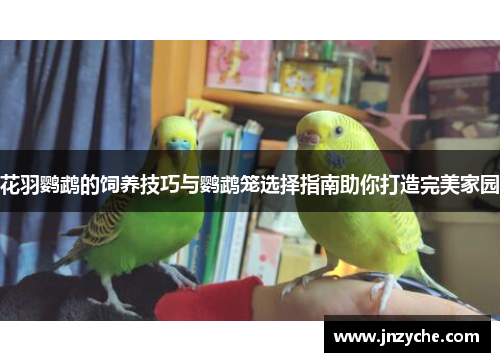花羽鹦鹉的饲养技巧与鹦鹉笼选择指南助你打造完美家园